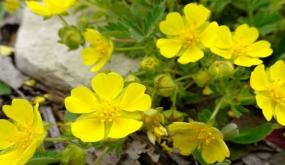 بكتيريا ضد العلاج هناك نبتة برية تفتح باب الأمل لمحاربتها