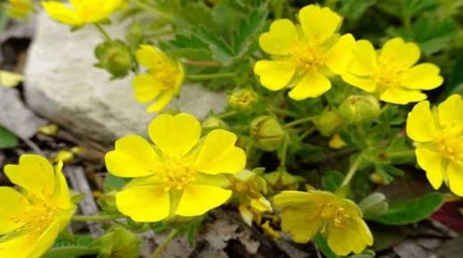 بكتيريا ضد العلاج هناك نبتة برية تفتح باب الأمل لمحاربتها