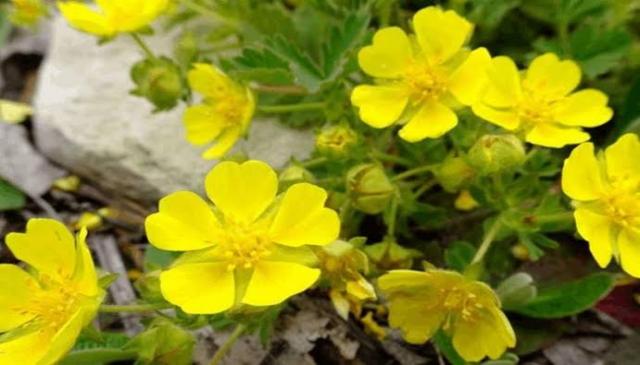 بكتيريا ضد العلاج هناك نبتة برية تفتح باب الأمل لمحاربتها