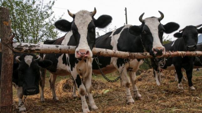 توقعات بحدوث نقص في الحليب الخام بحلول نهاية العام في أوكرانيا