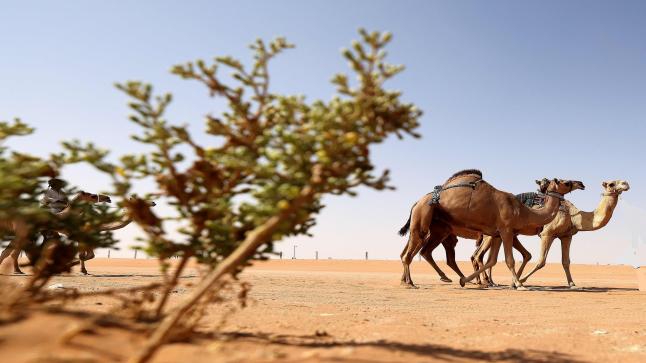 مزاينة رزين ضمن مهرجان الظفرة تنطلق غداً