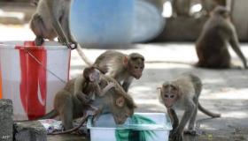 حادث مأساوي.. “عصابة” قردة تختطف توأما رضيعا وتقتل طفلة