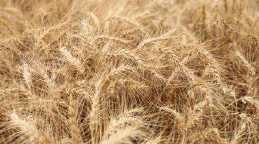 حصاد القمح يتأثر بنقص المياه الحاد فى العراق