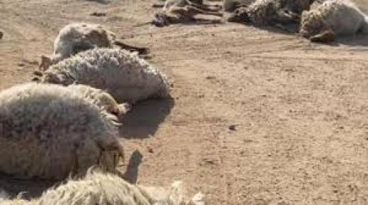 حيوان مفترس يهاجم حظيرة أغنام في إربد ويتسبب بنفوق 17 رأسًا