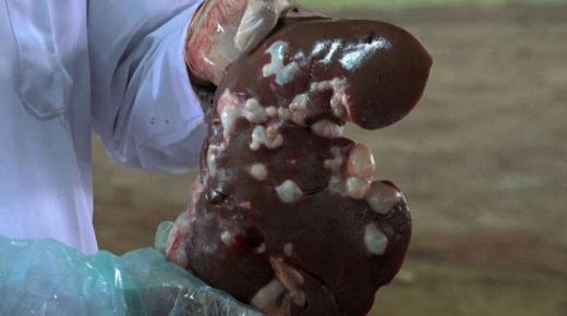 اصابات حمى القرم النزفية تتزايد في العراق