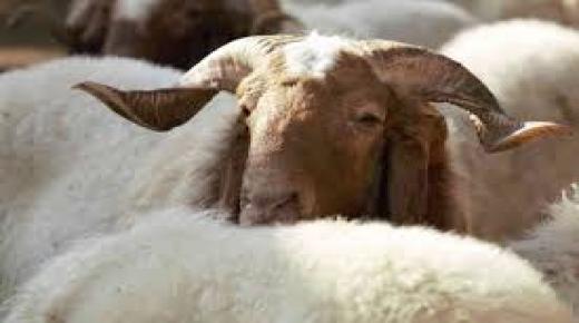 تراجع كبير في حركة سوق اللحوم بالأردن.. وانخفاض أسعار الخروفين البلدي والمستورد