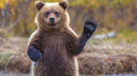 حادث غير مألوف.. دب يدخل الطوارئ بسبب وعكة صحية جراء الفواكه المثلجة