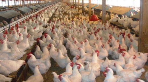 الأردن يرفع القيود عن استيراد الدواجن من البرازيل