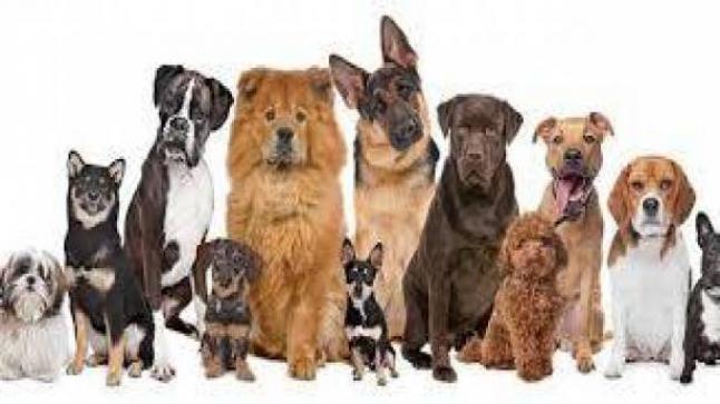 دراسة جديدة: بإمكان الكلاب الكشف عن السرطان وبدقة 97%!