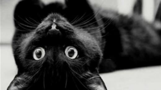 رد فعل طريف لقطة تفاجأت بتصوير صاحبها لها