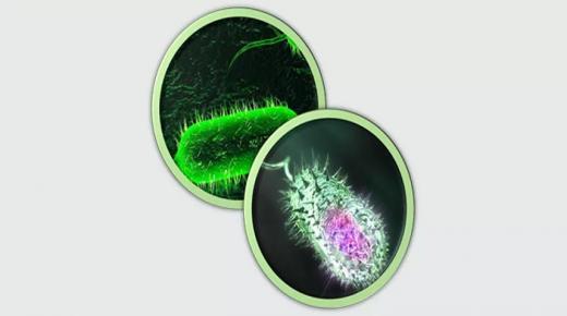 الصحة تنفي تسجيل إصابات بالكوليرا في الاردن