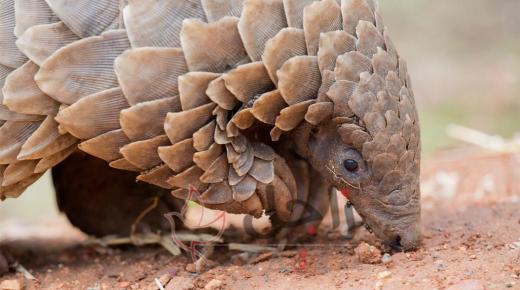 حيوان لن يخطر على بالك قد ينقل كورونا المميت