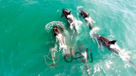 هجرة حيتان في إيطاليا وبهجة السكان