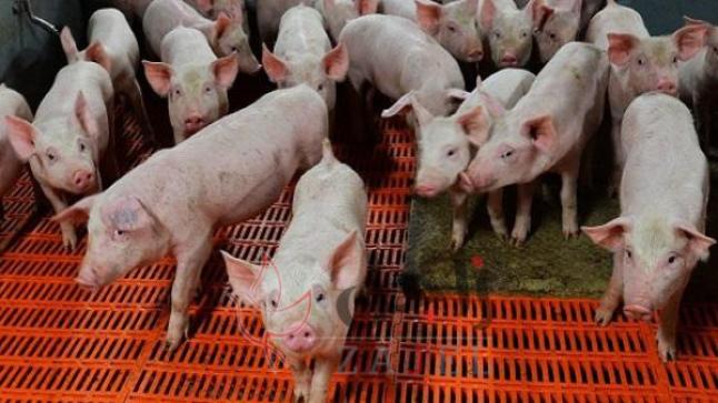 700 دودة بدماغ صيني بسبب الخنازير