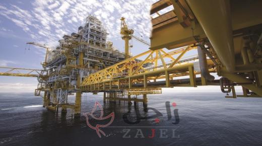 حمامة تسرق زهور الخشخاش وتبني عشا عند قبر الجندي المجهول في أستراليا