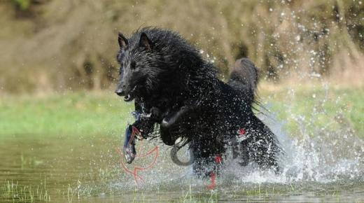 شاهد..كلب حفظته الثلوج على مدى 18 ألف عام وكأنه مات للتو