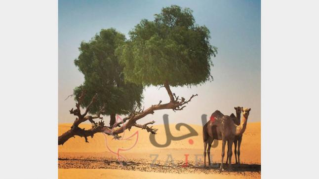 الأشجار المعمّرة في الإمارات.. تحت ظلالها عراقة ومشاهد تاريخية