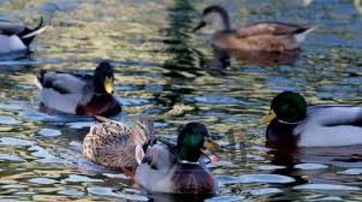 البط يكسب قضية أمام المحاكم الفرنسية