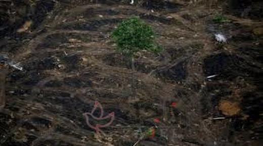 التصحر يزيد في غابات الأمازون في حكم بولسونارو إلى أقصى حد منذ 11 عاما