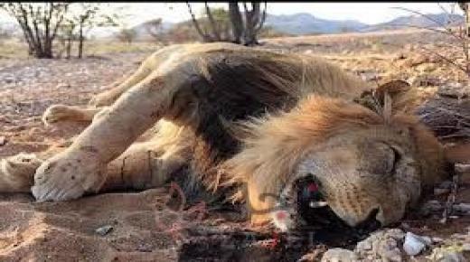 أَرَى حُمُراً تَرعَى وَتُعلَفُ ما تَهوى وَأُسداً جِياعاً تَظمَأُ الدَّهرَ لا تُروى