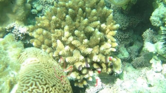 «بيئة أبوظبي»: مؤشرات بتعافي الشعاب المرجانية في الخليج