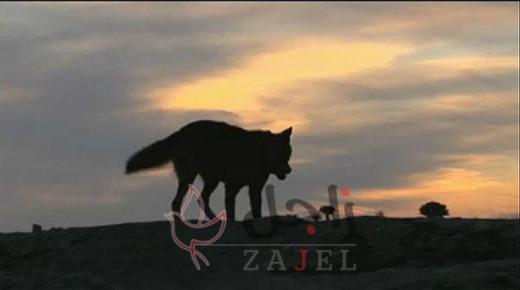 30 ألف يورو لمن يفكك لغز اختفاء أنثى ذئب في بلجيكا