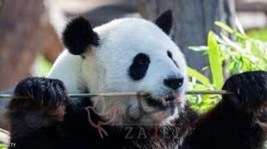 ذكر الباندا بي بي يغادر أمريكا إلى الصين لتعزيز جهود تكاثر سلالته