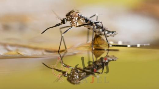 4 آلاف جزائري في المستشفيات بسبب بعوضة