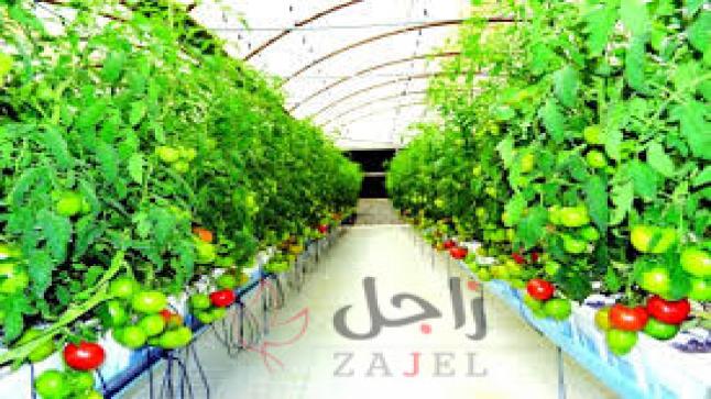 18.2 ألف بيت للزراعة المحمية في أبوظبي العام الماضي