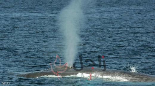 “قلب الحوت الأزرق”.. العلماء يكتشفون سر أكبر كائن على الأرض