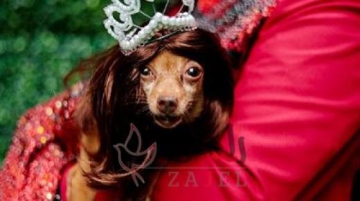 عرض أزياء للحيوانات الأليفة فى الفلبين