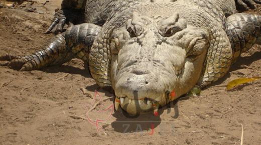 صياد يقف على تمساح ظنا أنه قطعة خشب ويدفع الثمن