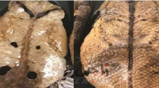 ضفدع ينتحل صفة ثعبان لإخافة المفترسين