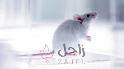 تقنية للكشف المبكر عن السرطان بمساعدة الفئران و ذوبان الجليد القطبي الجنوبي يغرق جزر