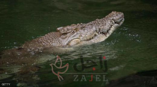 فتاة جريئة فقأت عين التمساح لإنقاذ صديقتها