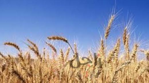 السعودية والإمارات تستكملان توريد 540 ألف طن من القمح للسودان