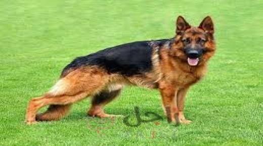 كلبان يعقران جندياً حتى الموت