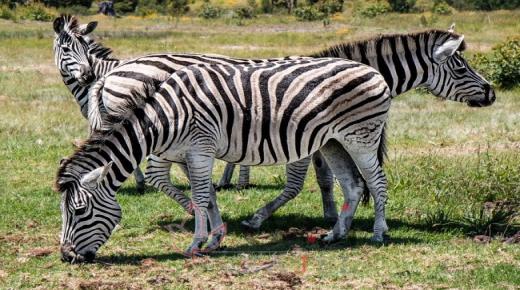 9 معلومات غريبة عن عالم الحيوان لم يدرّسوها لنا في حصة الأحياء في المدرسة