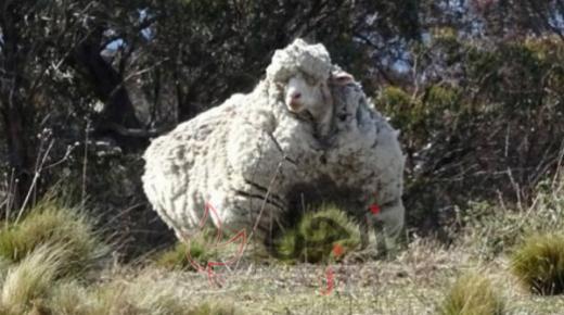 وفاة أشهر خروف في العالم