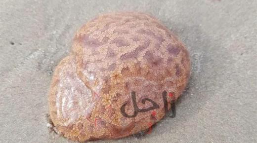 يشبه الدماغ البشري.. مخلوق غامض يظهر بإحدى الشواطئ الأسترالية