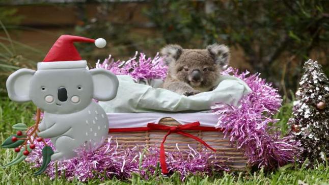صغار حيوانات حديقة الزواحف الأسترالية تحتفل مبكرا بعيد الميلاد