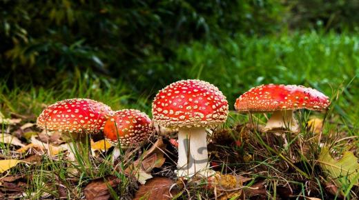 هل يوجد للفطر أضرار أو أنه صحي؟