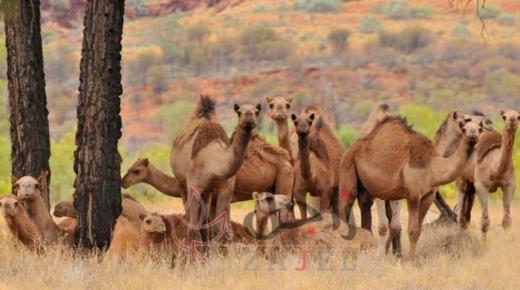 من أجل توفير المياه..أستراليا تخطط لقتل 10 آلاف