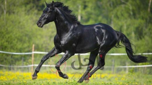 حادث غريب: حصان يعض أنف شاب روسي حاول تقبيله