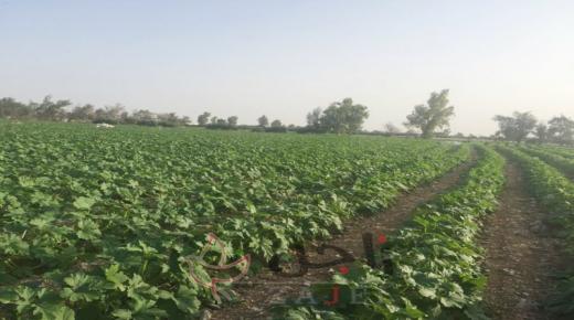 خلية أزمة في الزراعة لاستدامة الانتاج والوزارة تؤكد توافر المنتجات