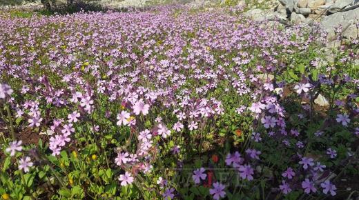 أجواء ربيعية معتدلة اليوم في أغلب المناطق