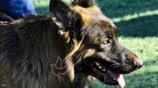 كلب “غدّار” ينهي حياة فتى بطريقة وحشية