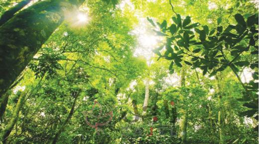 الطبيعة تستعيد حقوقها خلال فترة عزل البشر