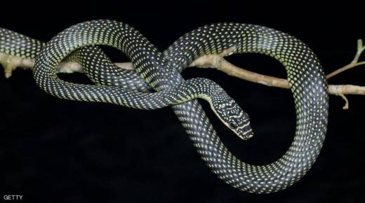 رعب في الهواء.. سر “الثعابين الطائرة”