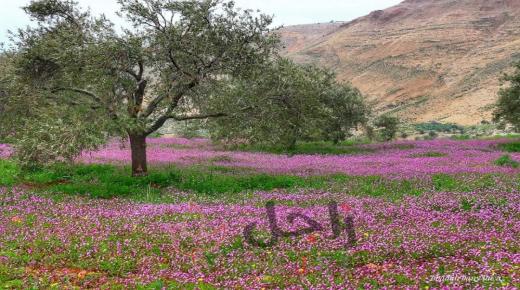 أجواء لطيفة في أغلب المناطق ودافئة بالأغوار والبحر الميت والعقبة